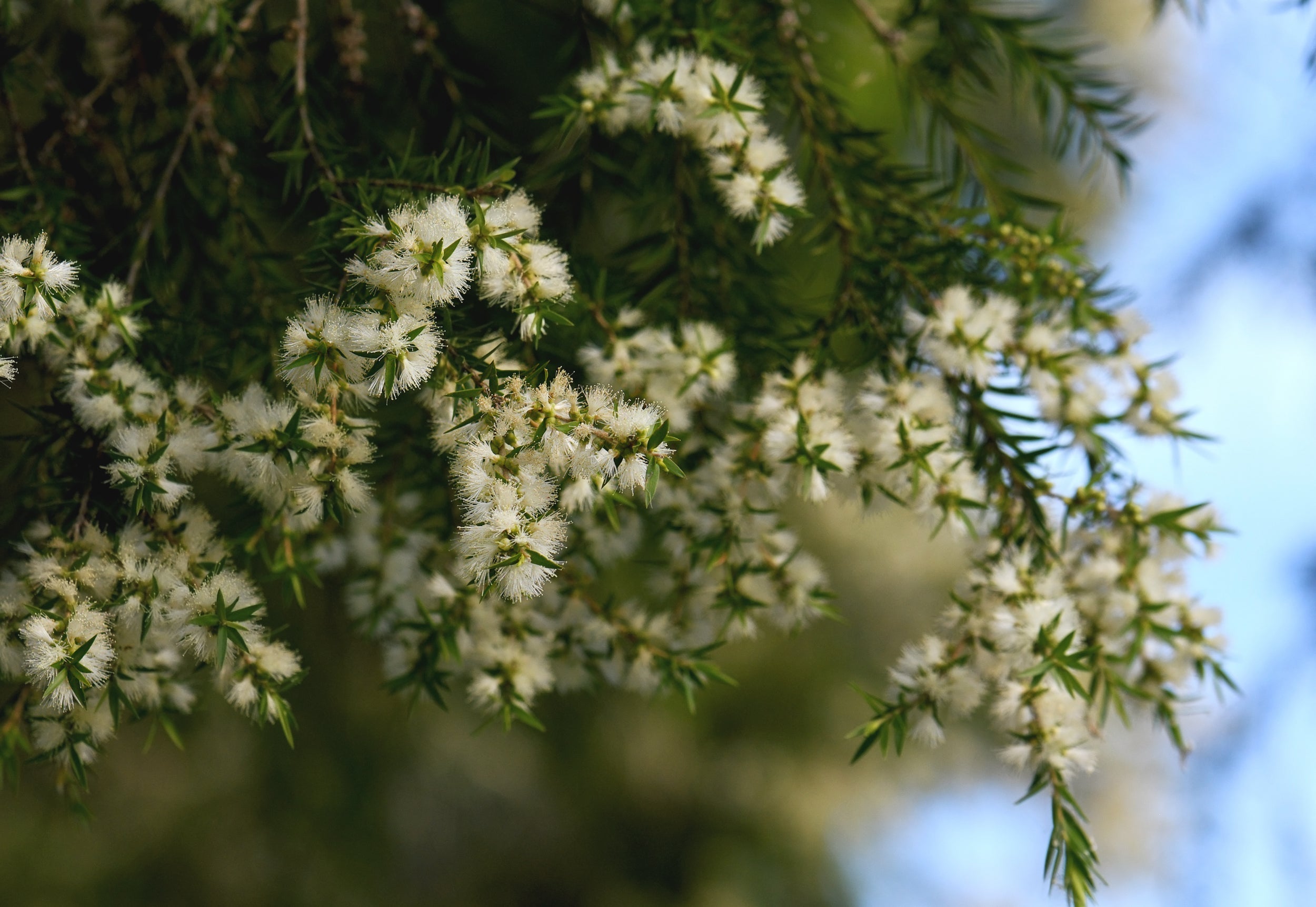 Close up of tea tree oil leafs and white flowers.
