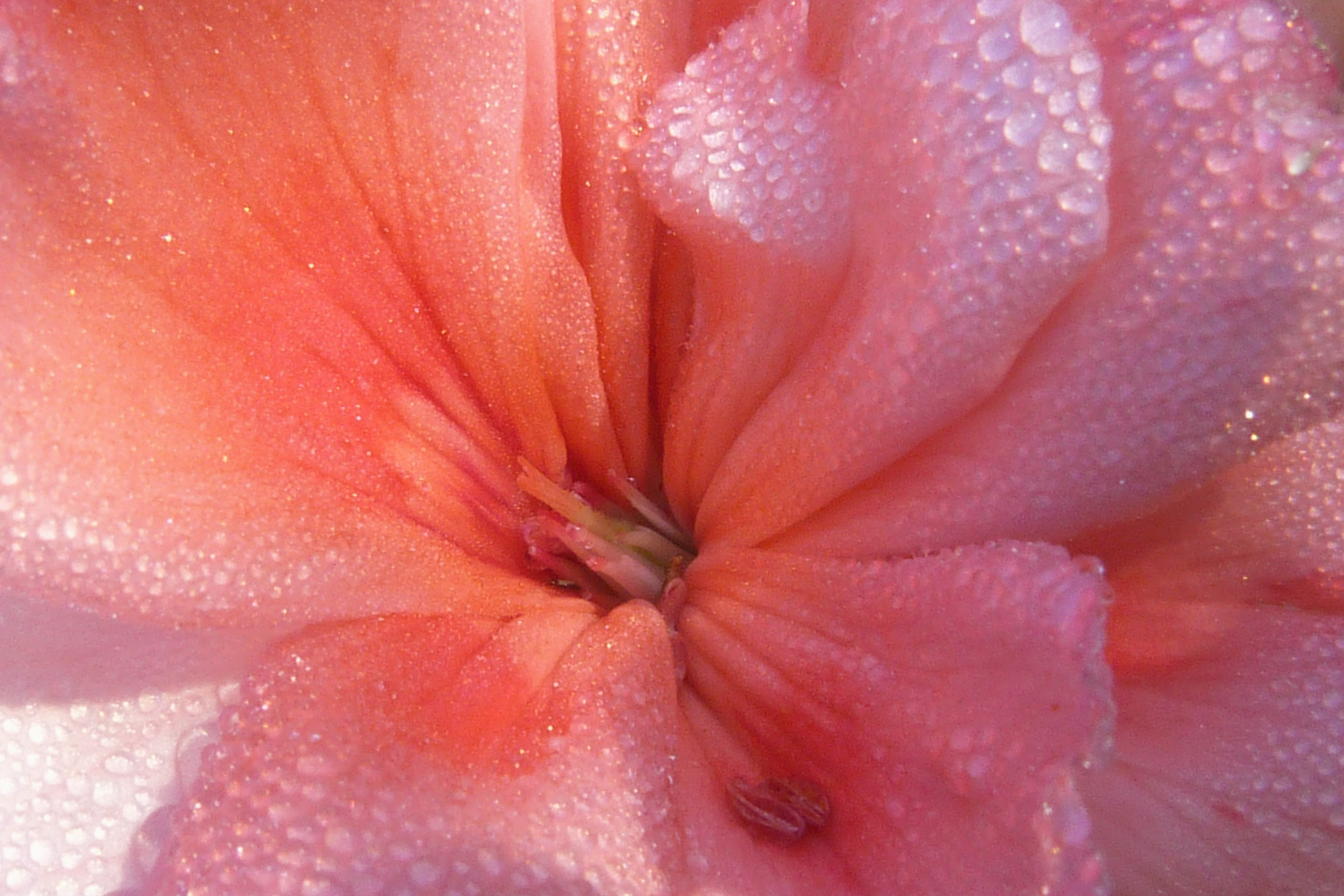 Geranium Essential Oil: Your Ultimate Glow-Up Companion for 2026