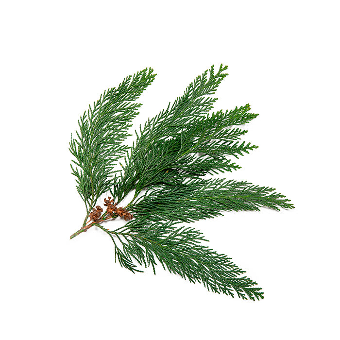 A sprig of fresh cypress with vibrant green needle-like leaves and small brown seed cones, arranged on a white background.