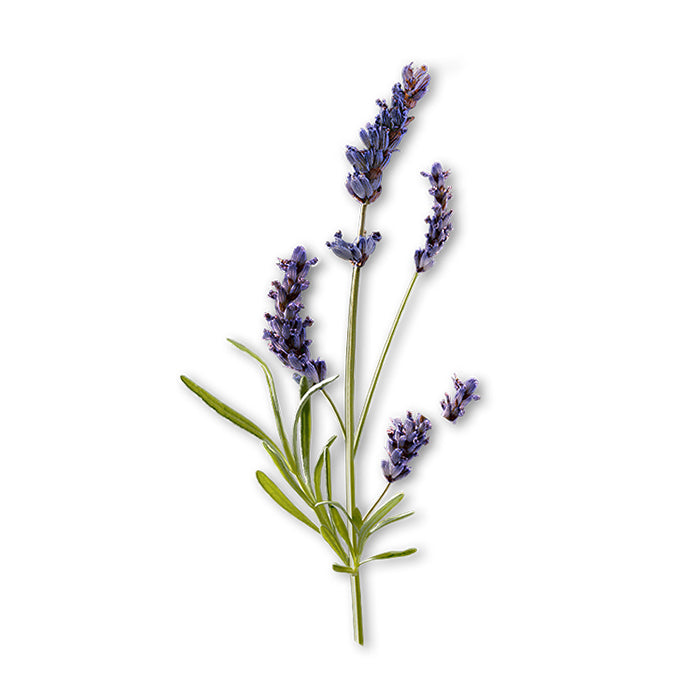 A sprig of fresh lavandin with delicate purple flowers and slender green stems, accompanied by narrow green leaves, displayed against a white background.