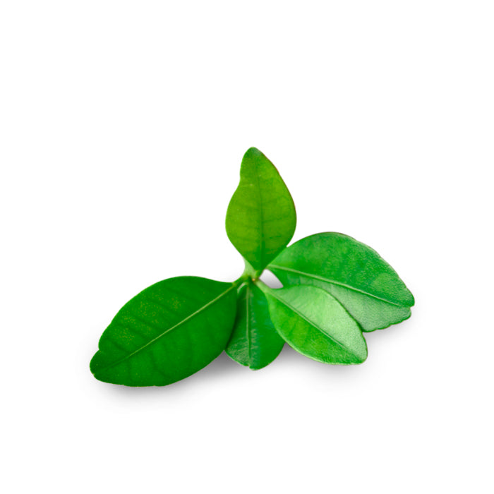 A small cluster of fresh petitgrain leaves with smooth, vibrant green surfaces, arranged against a white background.