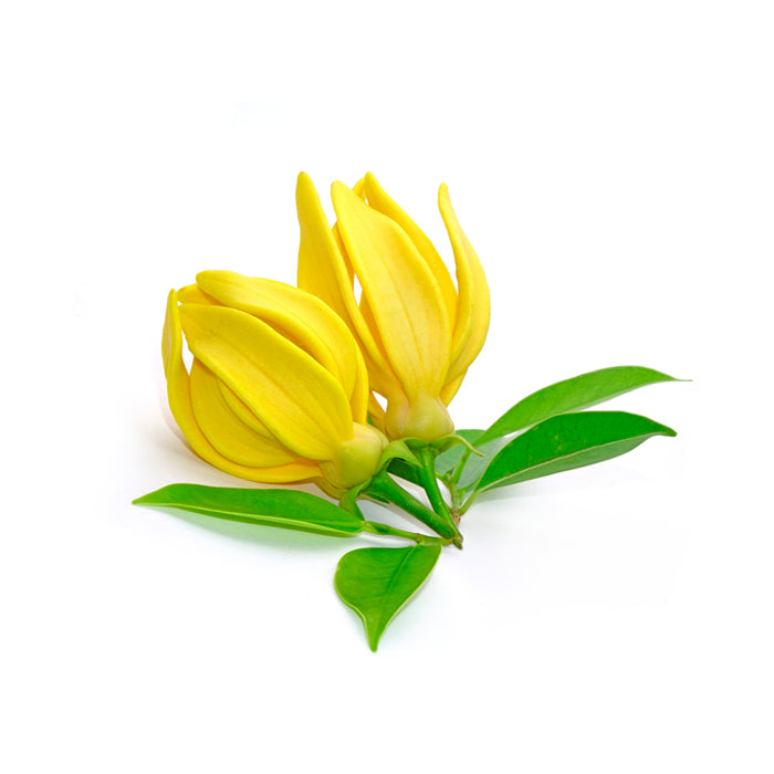 Two fresh ylang ylang flowers with vibrant yellow petals and glossy green leaves, displayed against a white background.